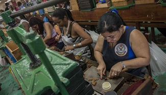 Daily life of people working in tobacco factory in Cuba