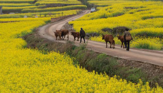 Rape flowers in full bloom in Luoping County, China's Yunnan