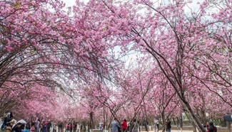 People enjoy cherry blossoms in China's Kunming