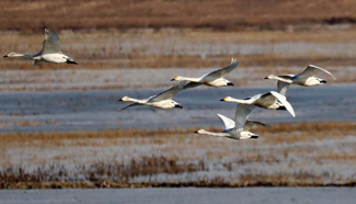 Swans, wild ducks seen at wetland of Yanghe Reservoir, N China