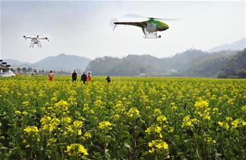 Drones spray agricultural chemicals for rape blossoms in E China