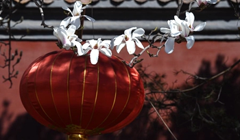 Magnolia flowers blossom along Changan Avenue in Beijing