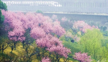 Plum blossoms on river bank in E China's Hefei