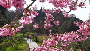 Scenery of Ali Mountains in SE China's Taiwan