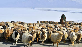 Xinjiang herdsmen transfer their herds to spring pastures