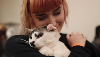 Cat Camp in New York attracts cat lovers