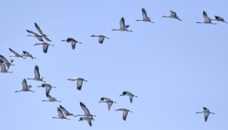 Migratory birds fly over wetland in suburban Beijing