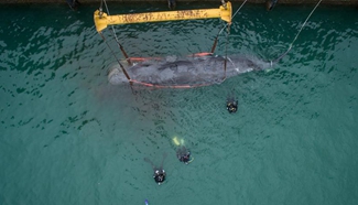 Stranded sperm whale near death in S. China