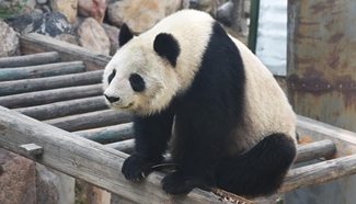 Ageing giant panda returns to hometown in SW China