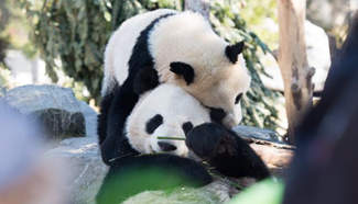 Giant pandas play at Toronto Zoo