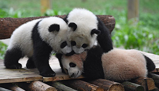 Names for 3 panda cubs revealed in SW China