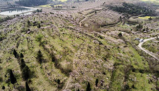 In pics: spring scenery of Fengshan Town, China's Hubei