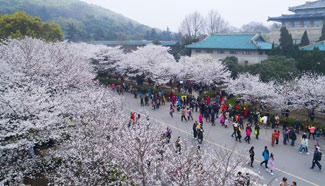 People view cherry blossoms at Wuhan University