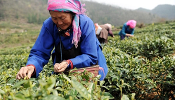Harvest season for spring tea comes in SW China's township
