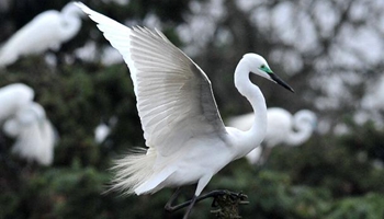 Egrets fly to east China's forest park to breed