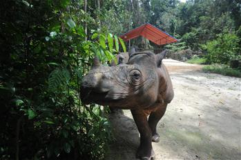 Male Sumatran rhinoceros Harapan seen in Indonesia