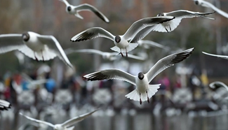 Tourists view black-headed gulls by Yange Lake in NW China city
