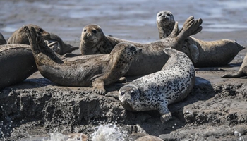 Spotted seals rest on coastal mudflat of Liaodong Bay in NE China