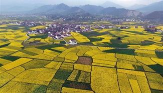 Cole flower festival held in northwest China