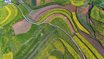 In pics: aerial photos of cole flowers in SW China's Guizhou