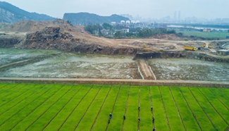 Local government turns wasted quarries into farmland in E China town