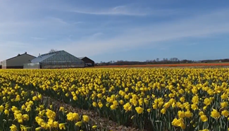 Let's enjoy beautiful spring in Lisse, Netherlands