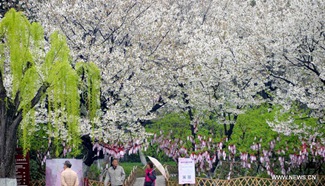 Tourists view cherry blossoms in Jinan, east China