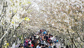 People enjoy cherry blossoms in Nanchang, China's Jiangxi