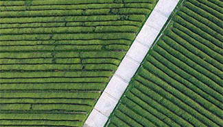 In pics: aerial view of tea garden in China's Fenghuanggou scenic spot
