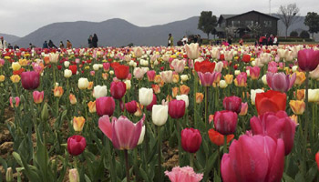 Tourists view tulip flowers in full blossom in east China's city
