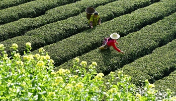 Farmers pick tea leaves at central China's village