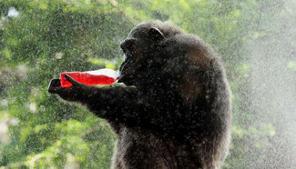 Staffs prepare cold snacks, drinks for animals at Dusit Zoo in Bangkok