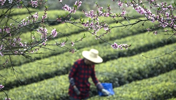 Farmers pick tea leaves at central China's village