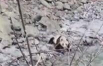 Wild giant panda drinking water, running into woods in southwest China
