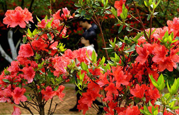 Tourists enjoy azalea flowers on 2nd day of Qingming Holiday
