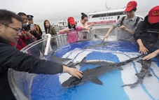 China releases 500 rare sturgeon bred in captivity