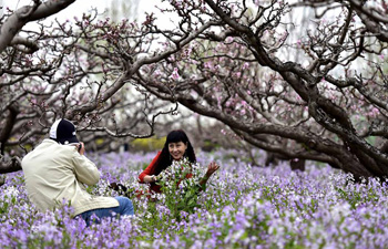 Tourists enjoy themselves under peach trees in China's Tianjin