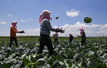 Growing vegetable becomes new way for poverty alleviation in China's Ningxia
