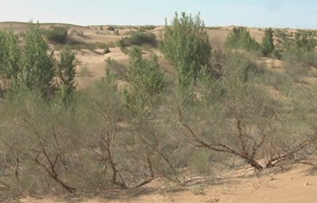 China's desert greening efforts inspire world - UNEP chief