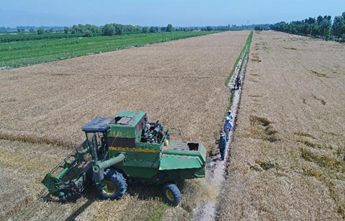 Harvest season for wheat falls at farm in NW China's Ningxia