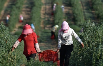 Annual production value of wolfberry hits 13 billion yuan in NW China