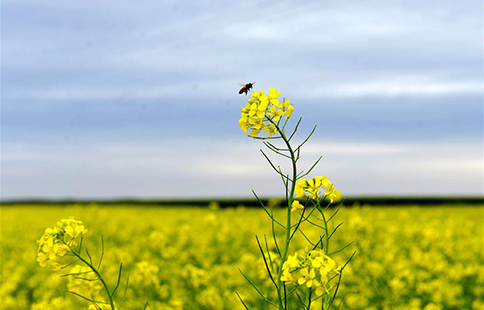 In pics: rapeseed flower field in N China's Inner Mongolia