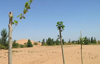 Anti-desertification efforts in China's Inner Mongolia - Kubuqi