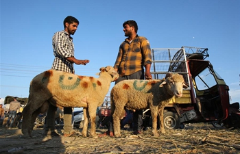 Kashmiri livestock vendors display sacrificial sheep before Eid al-Adha