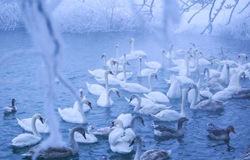 Swans spend winter in NW China's Xinjiang