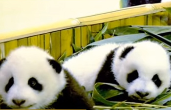 Panda pair to arrive in Finland this month