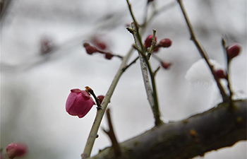 Charming wintersweet blossoms seen in frigid winter