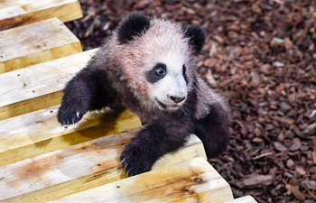 1st panda cub born in France "Yuan Meng" debuts with public