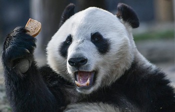 China's giant pandas leave for Finland