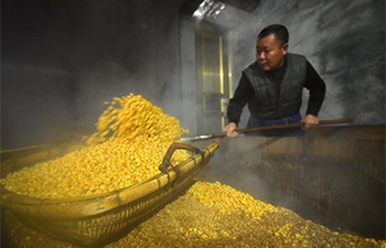A look at production process of corn wine in central China's Hubei